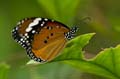 250 Afrikanischer Monarch - Danaus chrysippus